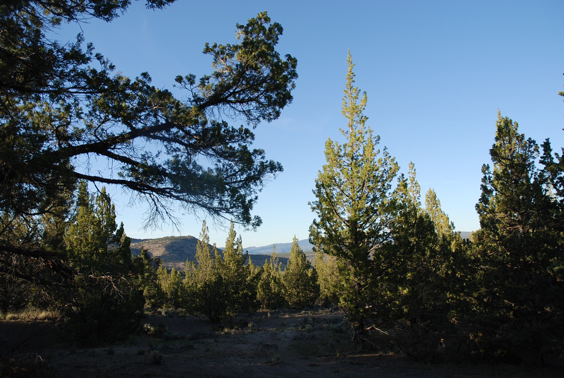 Oregon ranch Juniper trees view