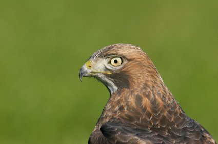 hawk on an Oregon ranch land for sale bird watching