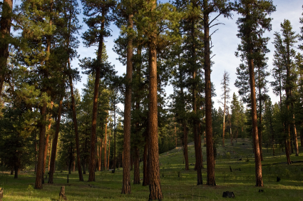 Oregon ranch land for sale national forest recreation